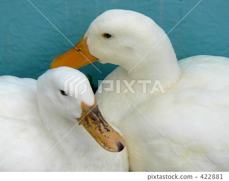 Good friends ducks 422881