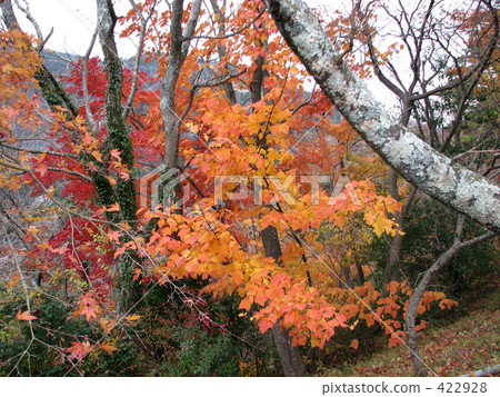秋葉:小寺島漢字裡 秋葉:小寺島漢字裡 422928