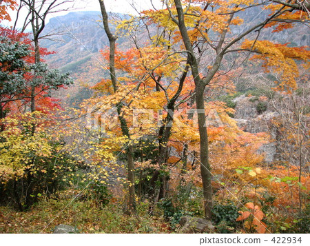 秋葉和山谷:漢字河/小豆島 秋葉和山谷:漢字河/小豆島 422934