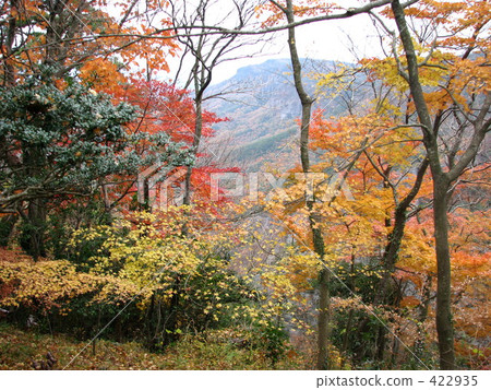 秋葉和黃色葉子和山:漢字河/小豆島 秋葉和黃色葉子和山:漢字河/小豆島 422935
