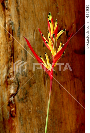 tropical plants, strelitzia, foliage plant 422939