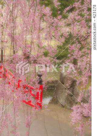 櫻花和一座紅色的橋 423178