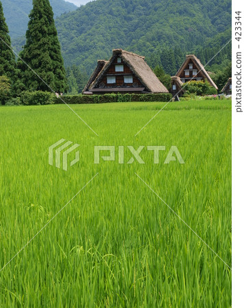 綠茵 綠茵 423344