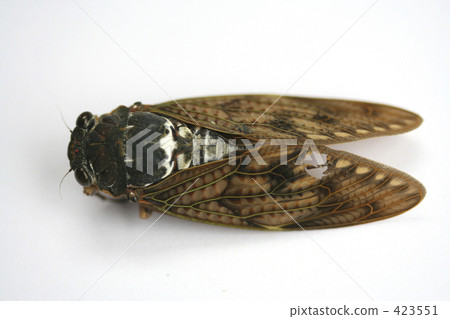 specimen, large brown cicada, insect 423551