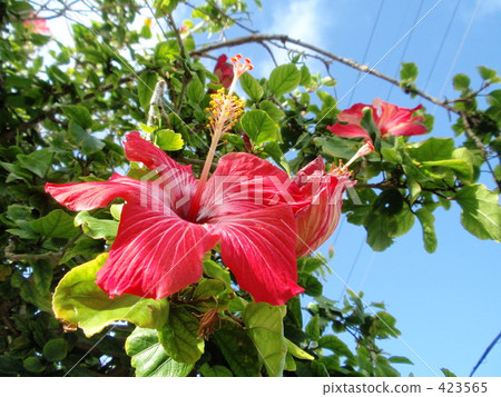 Hibiscus Hibiscus 423565
