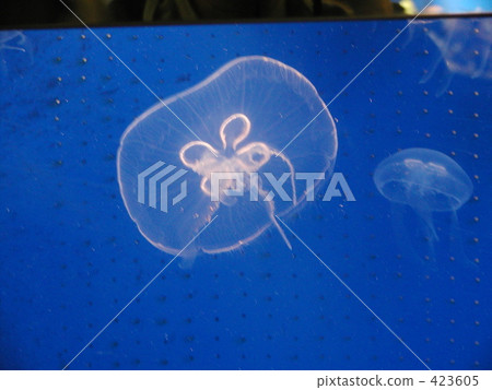 jellyfish jellyfish 423605