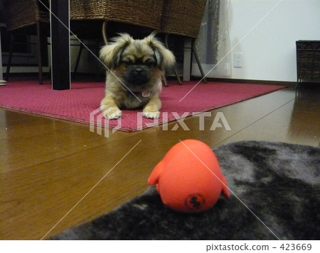 小狗西藏獵犬 423669