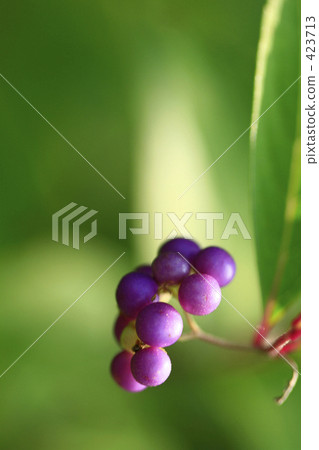 Murasakusibibu like dragonfly 423713