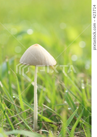 蘑菇 蘑菇 423714