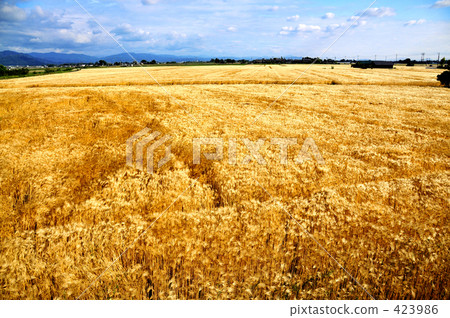 Wheat field 423986