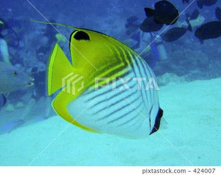 蝴蝶魚 424007