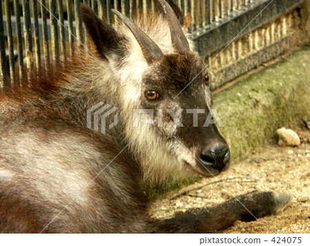 Japanese serow 424075