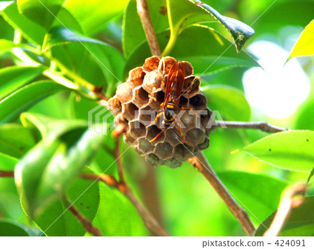 Bees and bees 424091