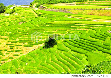 Rice terraces Rice terraces 424100