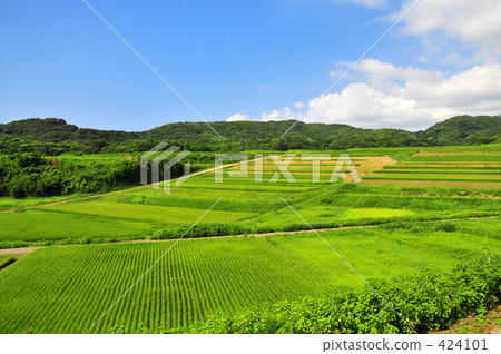 Rice terraces Rice terraces 424101