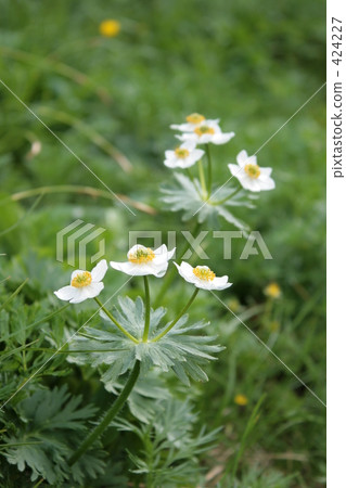 Hakusan Ichige 424227