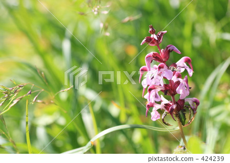 Pale pink alpine flowers 424239
