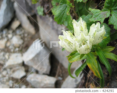 白花龍膽 白花龍膽 424291