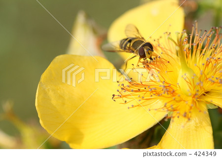Yellow Abu's busy Yellow Abu's busy 424349