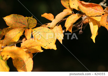 Fast yellow leaves 424355