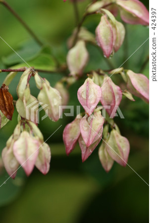 Pink bud Pink bud 424397