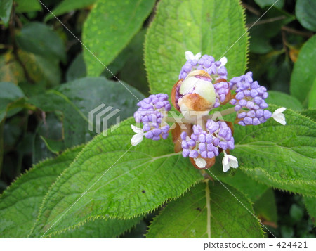 從玉器出生的繡球花 424421