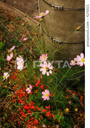 Scenery with cosmos Scenery with cosmos 424801