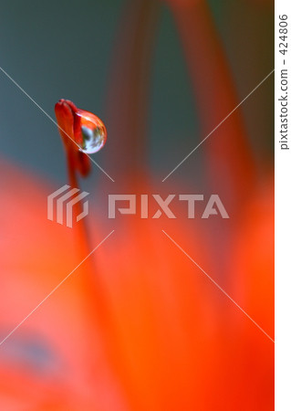 彼岸花 石蒜 曼珠沙華 424806
