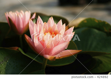 Water lily 424892