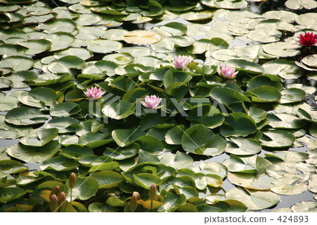 Water lily 424893