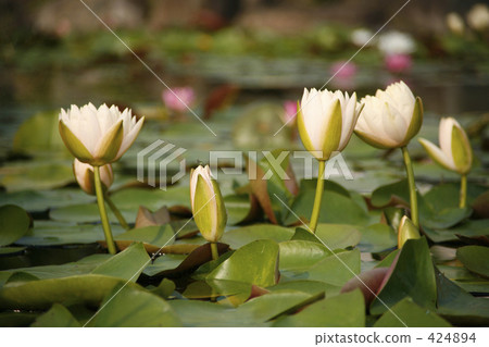 Water lily 424894