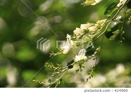Light of early autumn and white horse 424900