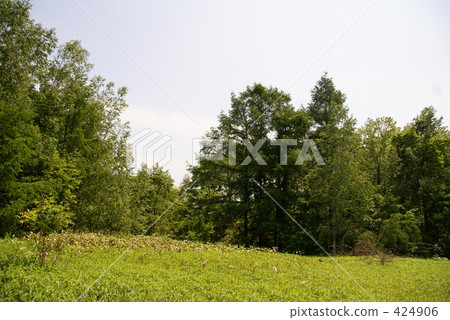 The trees The trees 424906