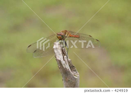 Red dragonfly Red dragonfly 424919