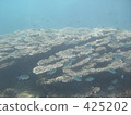 Hahajima's coral 425202