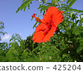 Hibiscus 425204