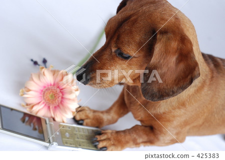 miniature dachshund, pink gerbera, cell-phone 425383