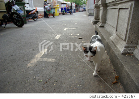 Wat Interwihan's cat 425567