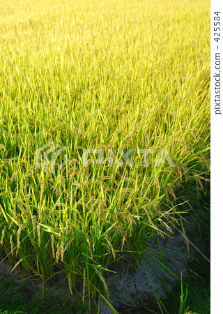 Inaho漸變 Inaho漸變 425584