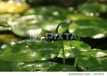 Asaza和晨光 425632