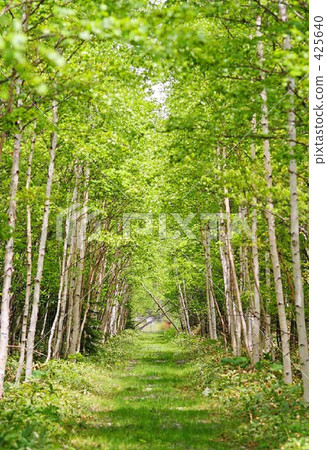 Sunbeams Sunbeams 425640