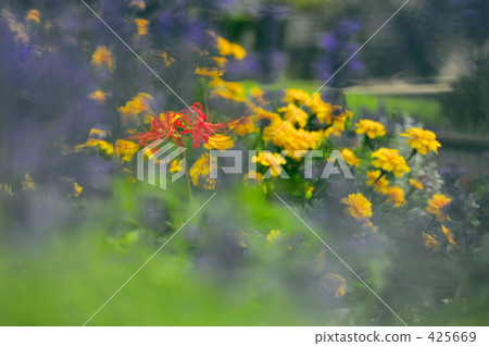 群集孤挺花 425669