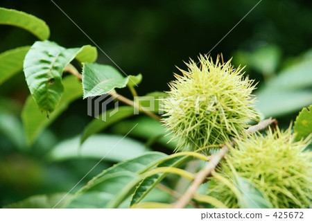 小栗子果實 425672