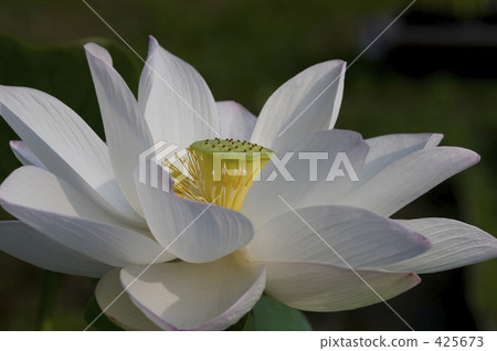 蓮花 425673