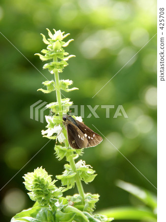 蓬蒿和白色蝸牛花 425708