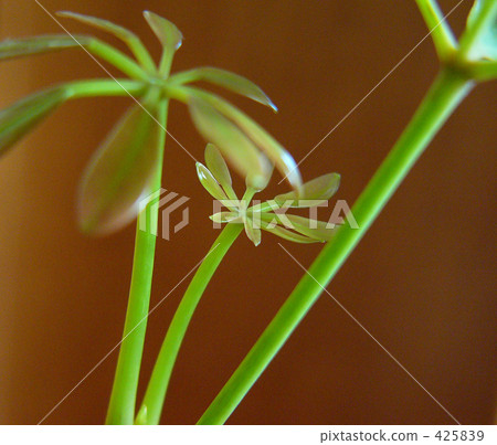 New leaves New leaves 425839