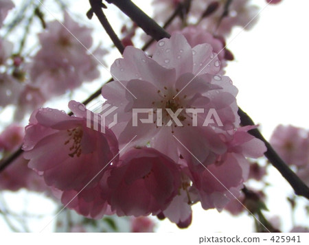 櫻桃樹 425941
