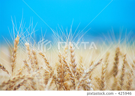 小麥 425946