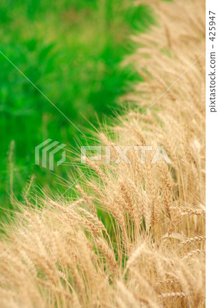 麥田 425947