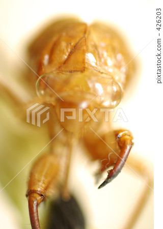 蟬殼 426203